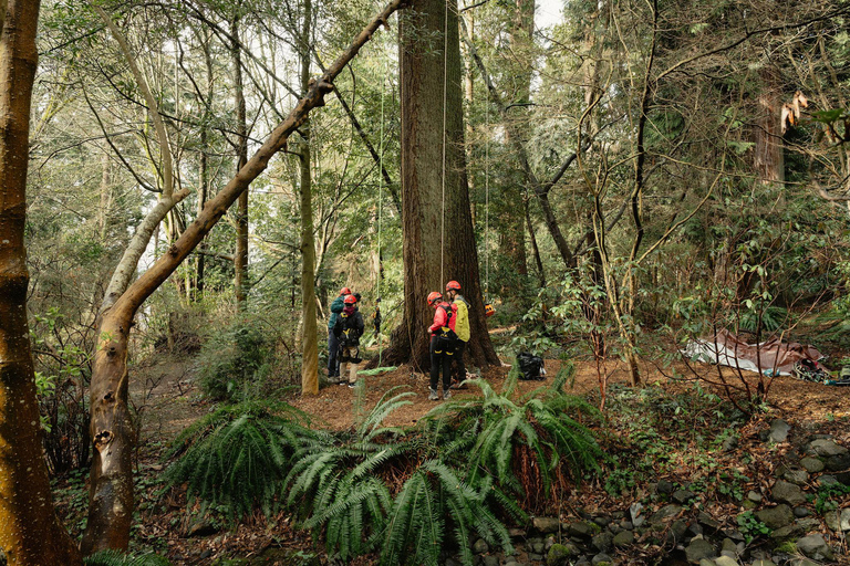 Vancouver Tree Climbing Tour: Canopy Expedition Adventure