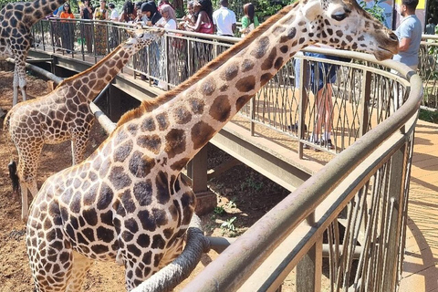 Langata: Rare Rothschild Giraffes Feeding Experience