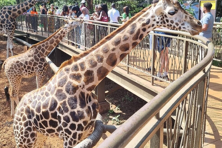 Langata: Rare Rothschild Giraffes Feeding Experience