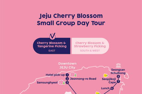 Ost-Jeju-Kirschblüte, Mandarinenpflücken Kleingruppentour