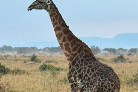 From Zanzibar: 2-Day Mikumi National Park Safari with Train