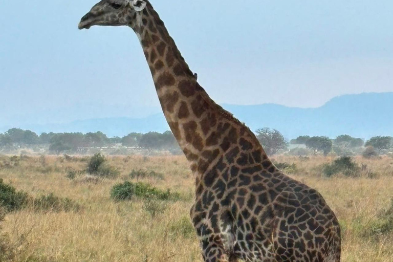 From Zanzibar: 2-Day Mikumi National Park Safari with Train