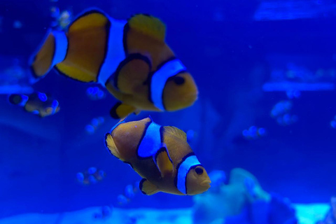 Río de Janeiro: ticket de entrada a AquaRio