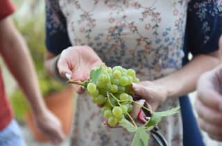 Portugal: 2 Tage im Douro-Tal mit Ernteerlebnis