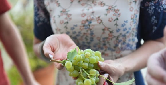Portugal : 2 jours dans la vallée du Douro avec l&#39;expérience des vendanges