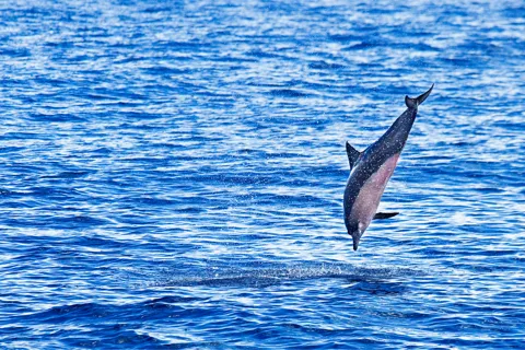 Olbia: Dolphin Watching & Swim and snorkel in Capo Figari