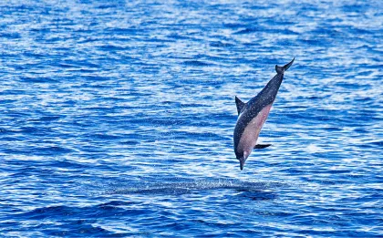 Von Olbia aus: Tägliche Tour nach Tavolara, Verkostung und Delphine