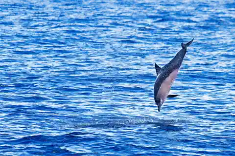 Olbia: Dolphin Watching & Swim and snorkel in Capo Figari