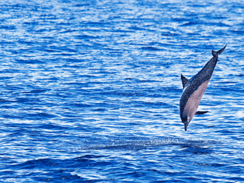 Dolphin Watch & Swim at Golfo Aranci from Porto San Paolo
