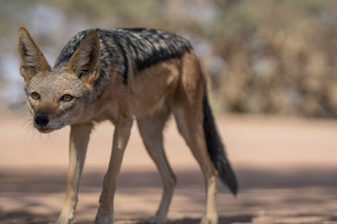 From Windhoek: 6-Day Namibia Safari with Lodging & Meals