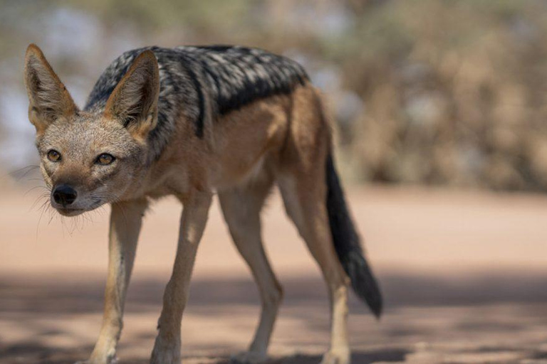 From Windhoek: 6-Day Namibia Safari with Lodging & Meals
