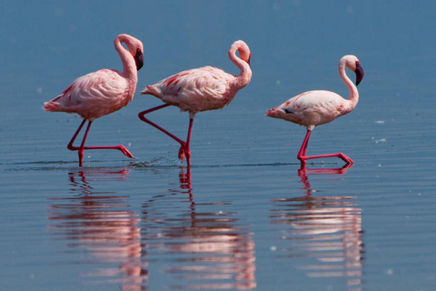 4 days Tsavo East, Amboseli and saltlick lodge safari