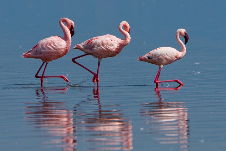 4 days Tsavo East, Amboseli and saltlick lodge safari