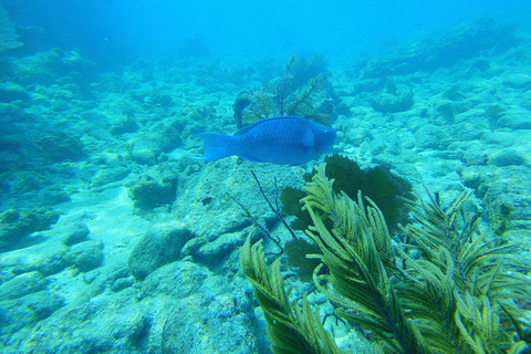 Southpoint Divers: Afternoon Reef Dive Trip