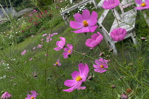From Kathmandu: 3-Day Lumbini Trip