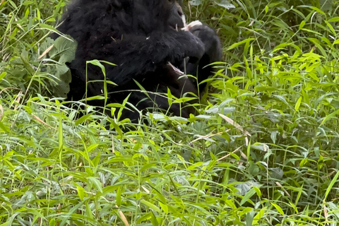 1-Day Rwanda Gorilla Trekking Volcanoes National Park