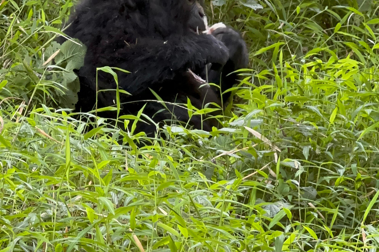 1-Day Rwanda Gorilla Trekking Volcanoes National Park