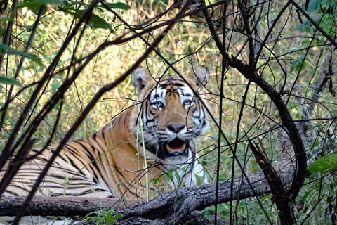 2-dniowe safari wśród dzikiej przyrody do Ranthambore i Sariska z DelhiWycieczka bez zakwaterowania