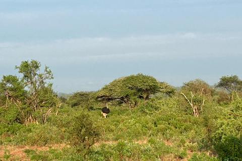 Mombasa: 3-Day Tsavo East/West & Kilimanjaro Views Safari
