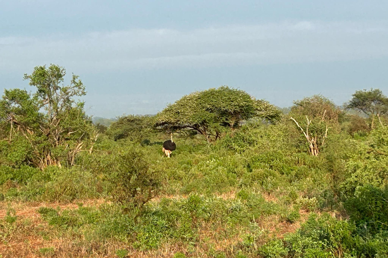 Mombasa: 3-Day Tsavo East/West & Kilimanjaro Views Safari