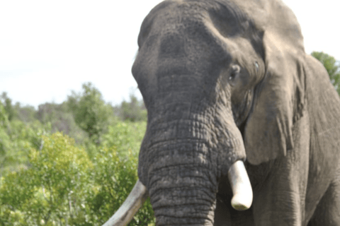 5 Days-Kruger Park and Panorama Route Tour From Johannesburg