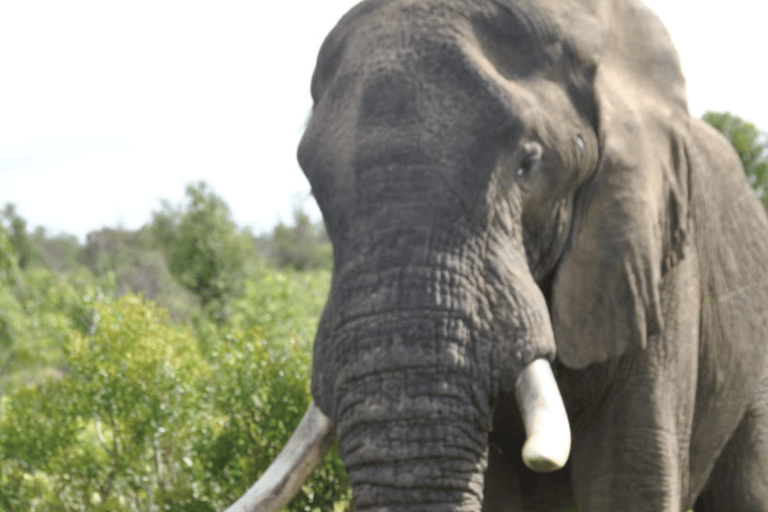 5 Days-Kruger Park and Panorama Route Tour From Johannesburg