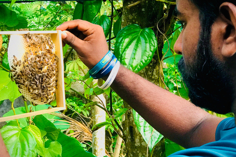 Ella: Bee Farm Tour With Honey Tasting Experience