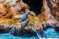 From Paracas, Ballestas Islands Guided Boat Tour - Housity