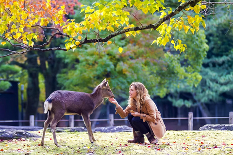 Osaka/Kyoto: Arashiyama, Nara Park & Fushimi Inari Day Tour Kyoto Departure: Private Sightseeing Tours