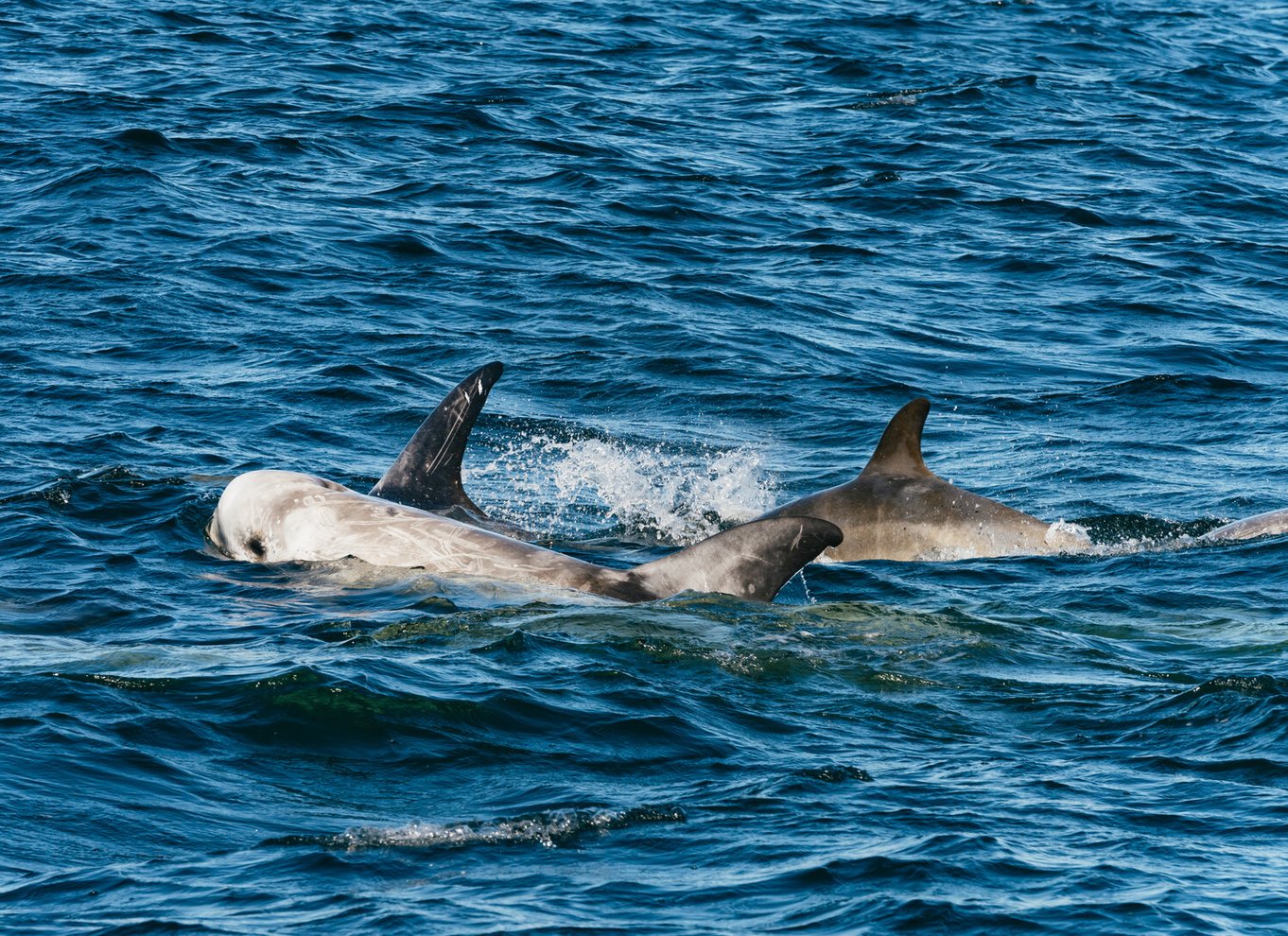 Monterey Bay: Tur med hvalsafari