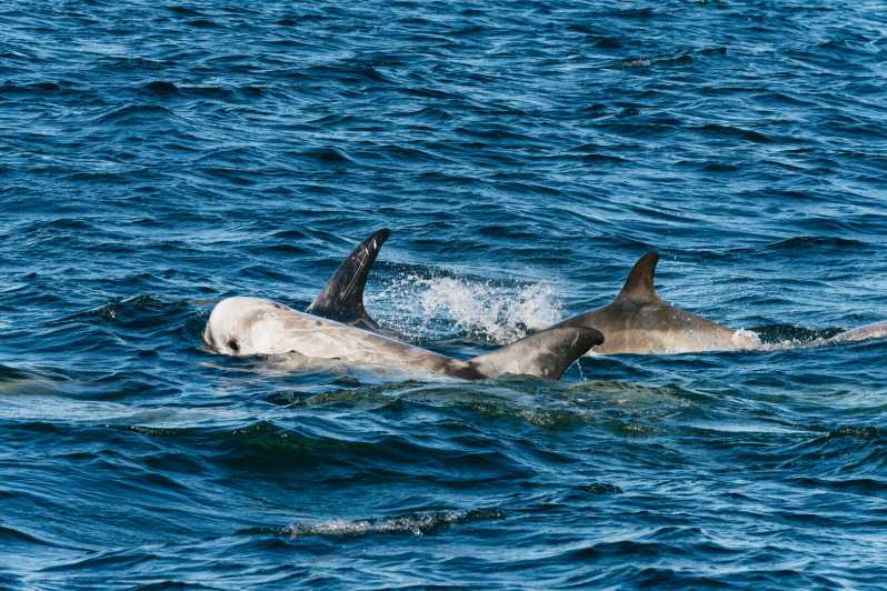 Baie de Monterey : observation des baleines