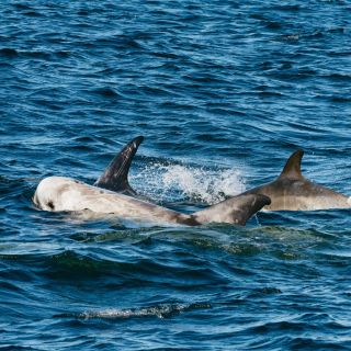 Baia di Monterey: tour con osservazione delle balene
