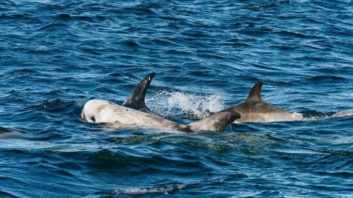 Bahía de Monterey: tour de avistamiento de ballenas