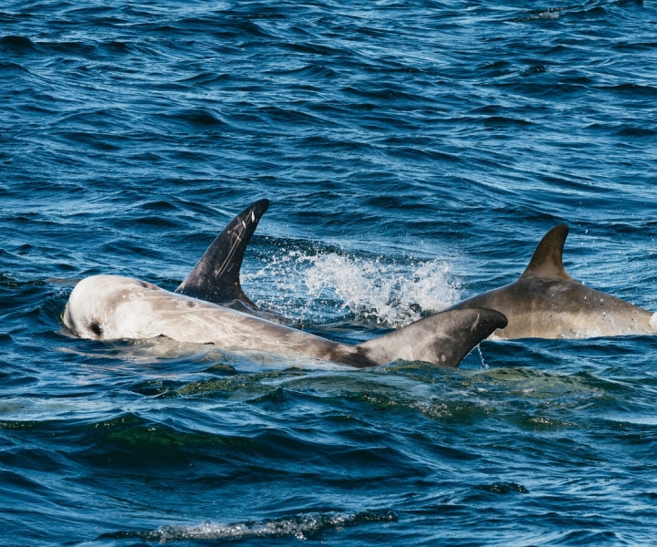 Monterey: Whale-Watching-Tour in der Monterey Bay