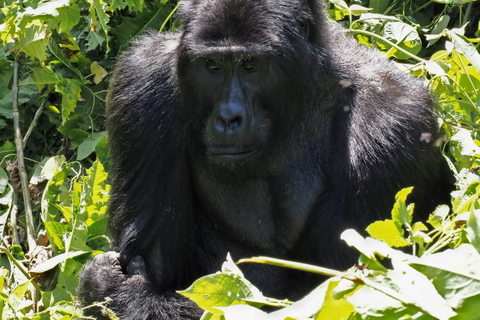 3 dagars gorrillaspårning i Uganda