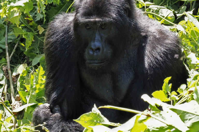 3 dagars gorrillaspårning i Uganda