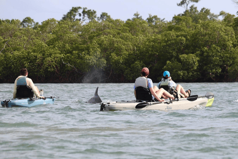 From Naples, FL: Marco Island Mangroves Kayak or Paddle Tour Easy Ride Pedal Kayak Tour