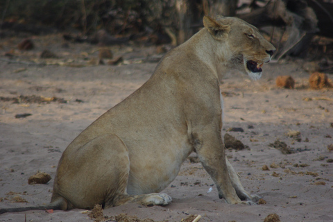 Safari de un día en HwangeExcursión de safari de día completo a Hwange