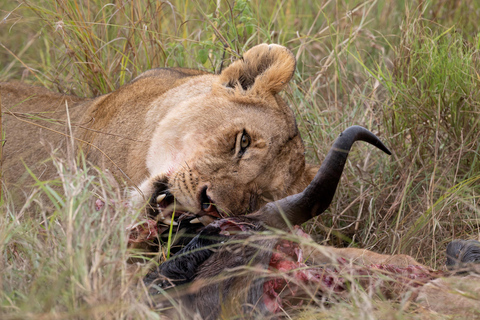 Viaggio di un giorno da Nairobi a Maasai Mara - AWNairobi: Escursione di un giorno nella Riserva Nazionale di Maasai Mara - Privato