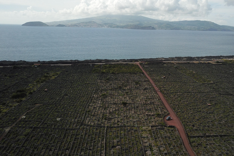 Pico Wine Tour: Get to know Pico's wines