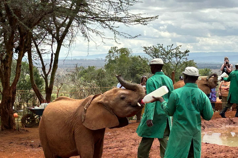 Nairobi National Park David Sheldrick & Giraffe Centrum TourNairobi - David - Giraffe