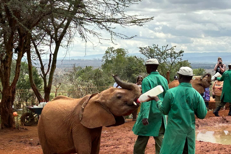 Nairobi National Park David Sheldrick & Giraffe Centrum TourNairobi - David - Giraffe