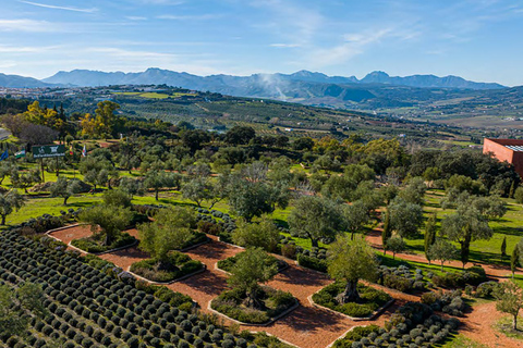 Depuis Malaga : Bus Tour à Ronda + LA Almazara EcoExperience Oleoturismo