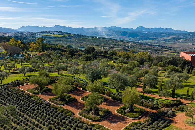 Depuis Malaga : Bus Tour à Ronda + LA Almazara EcoExperience Oleoturismo