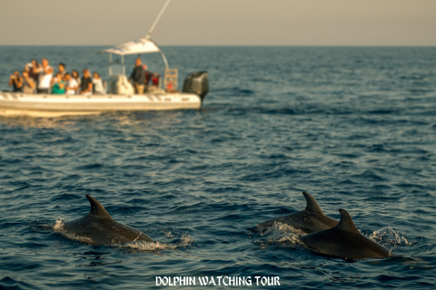 Dolphin Watching and Snorkeling Tour with Hotel Transfers