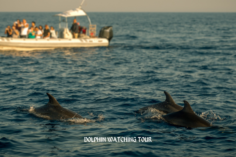 Dolphin Watching and Snorkeling Tour with Hotel Transfers