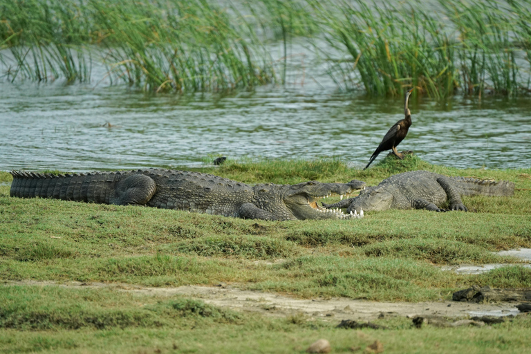 Sigiriya: Minneriya Eco-Friendly Elephant Safari with Guide