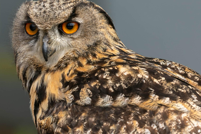 York: toegang tot het roofvogelcentrum van York