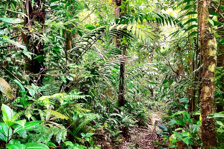 From Cali to the rainforest: Discover San Cipriano – 2-day adventure tour From Cali to the rainforest: Discover San Cipriano – 2-day adventure trip