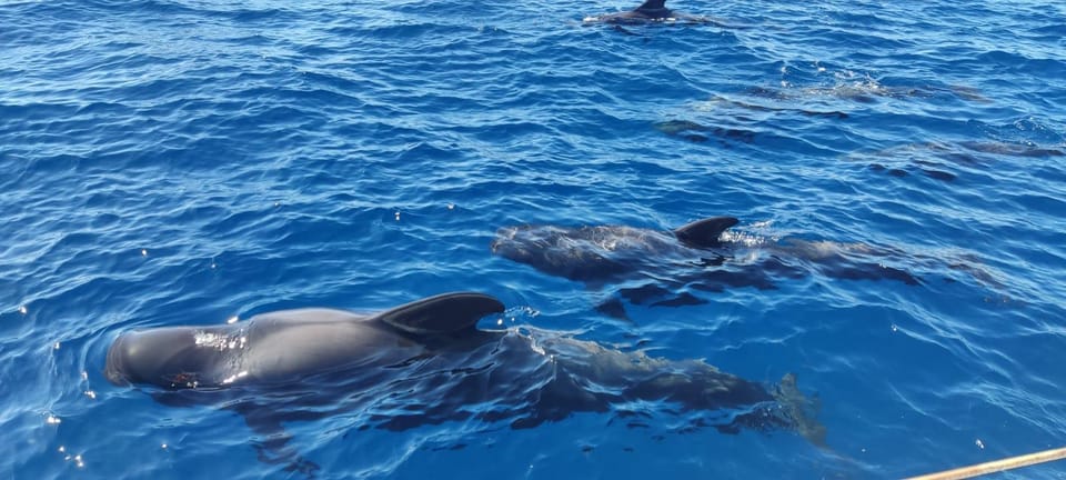 Tenerife Excursi N En Yate Para Avistar Ballenas Y Hacer Snorkel